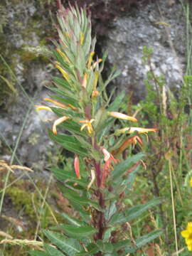 Image of Siphocampylus tupaeformis Zahlbr.