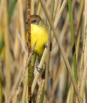 Image of Warbling Doradito