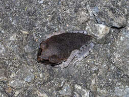 Image of Spotted Litter Frog