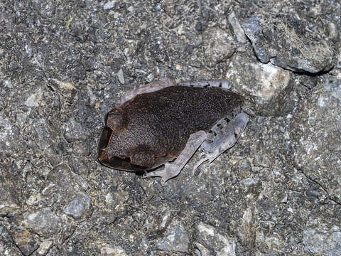 Image of Spotted Litter Frog