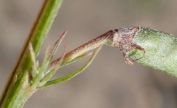 Image of <i>Tephrosia capensis</i> var. <i>angustifolia</i> E. Mey.