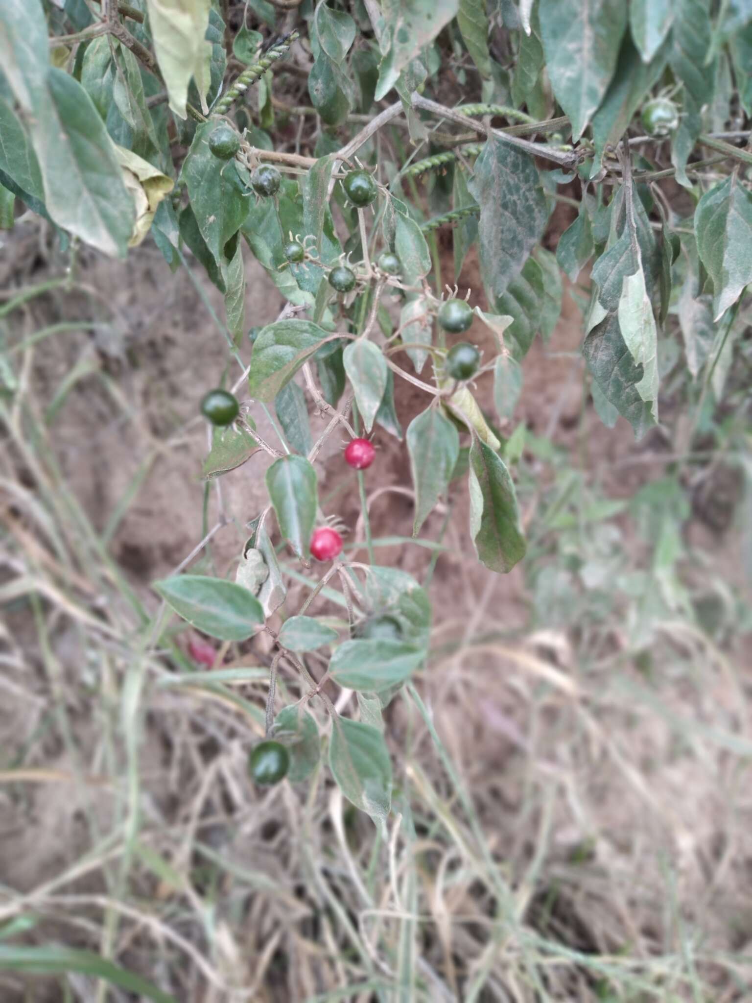 Image of Capsicum eshbaughii Barboza