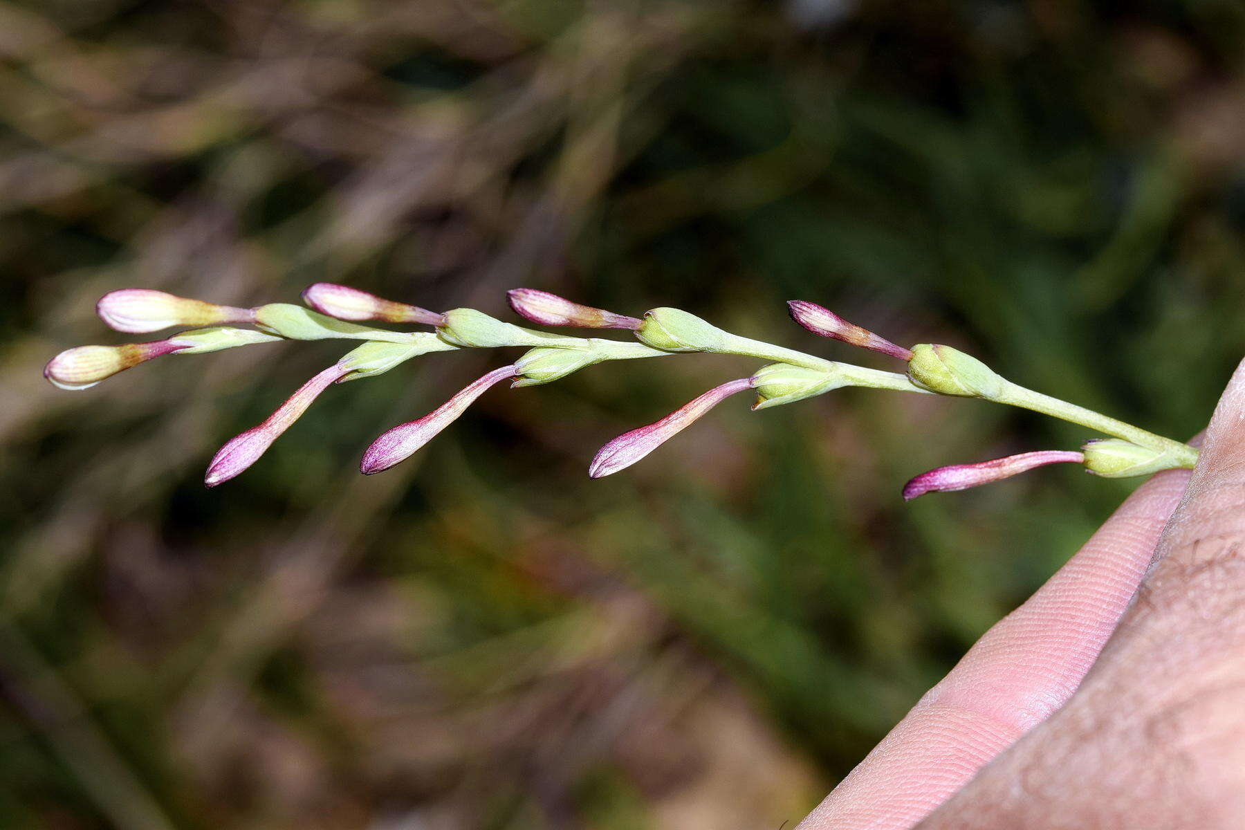 Hesperantha radiata subsp. radiata的圖片