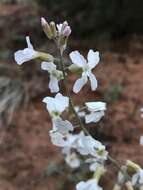 Image de Boechera formosa (Greene) Windham & Al-Shehbaz