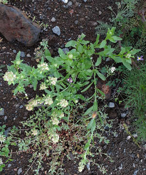 Image of garden mignonette