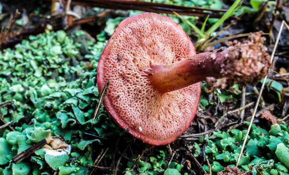 Image of Chalciporus pseudorubinellus (A. H. Sm. & Thiers) L. D. Gómez 1997