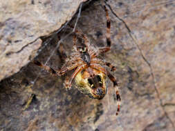 Imagem de Araneus tartaricus (Kroneberg 1875)