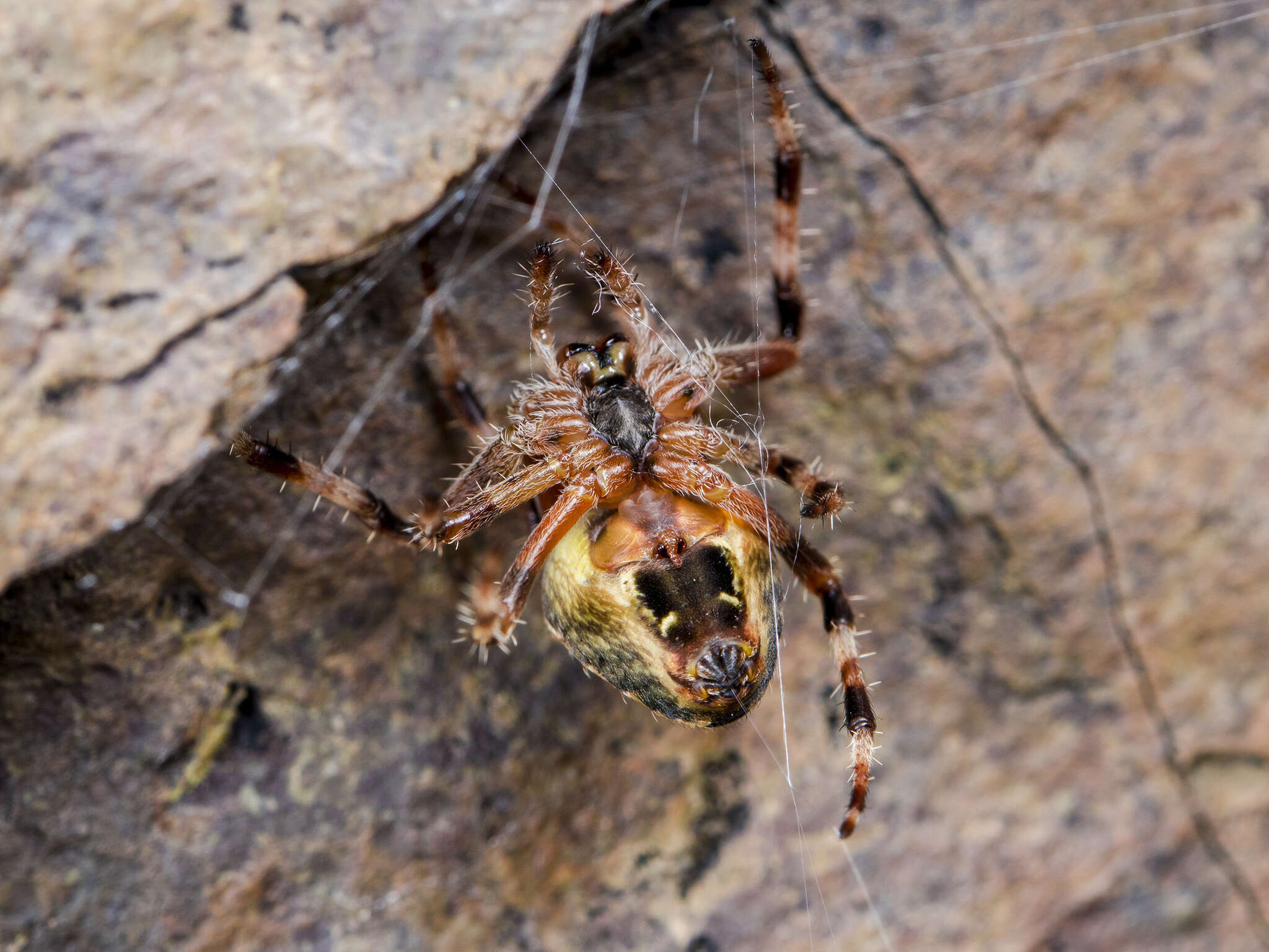 Imagem de Araneus tartaricus (Kroneberg 1875)