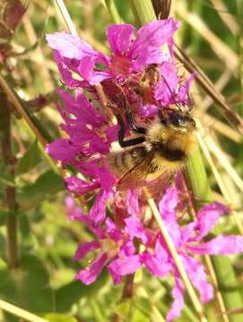 Plancia ëd Bombus distinguendus Morawitz 1869