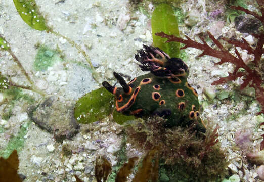 Image of Nembrotha rosannulata Pola, Cervera & Gosliner 2008