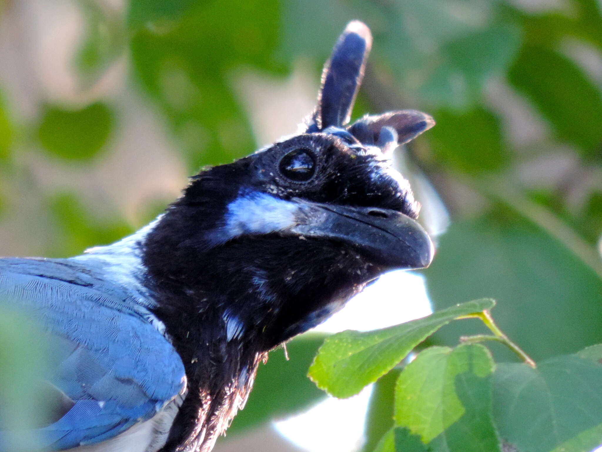 Image of Magpie-jay