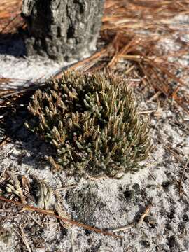 Image of spiny spikemoss