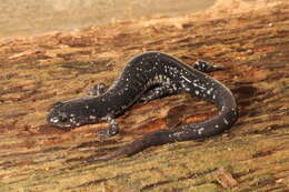 Image of Plethodon kiamichi Highton ex Highton, Maha & Maxson 1989