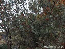 Image of Grevillea wickhamii subsp. aprica Mc Gill.