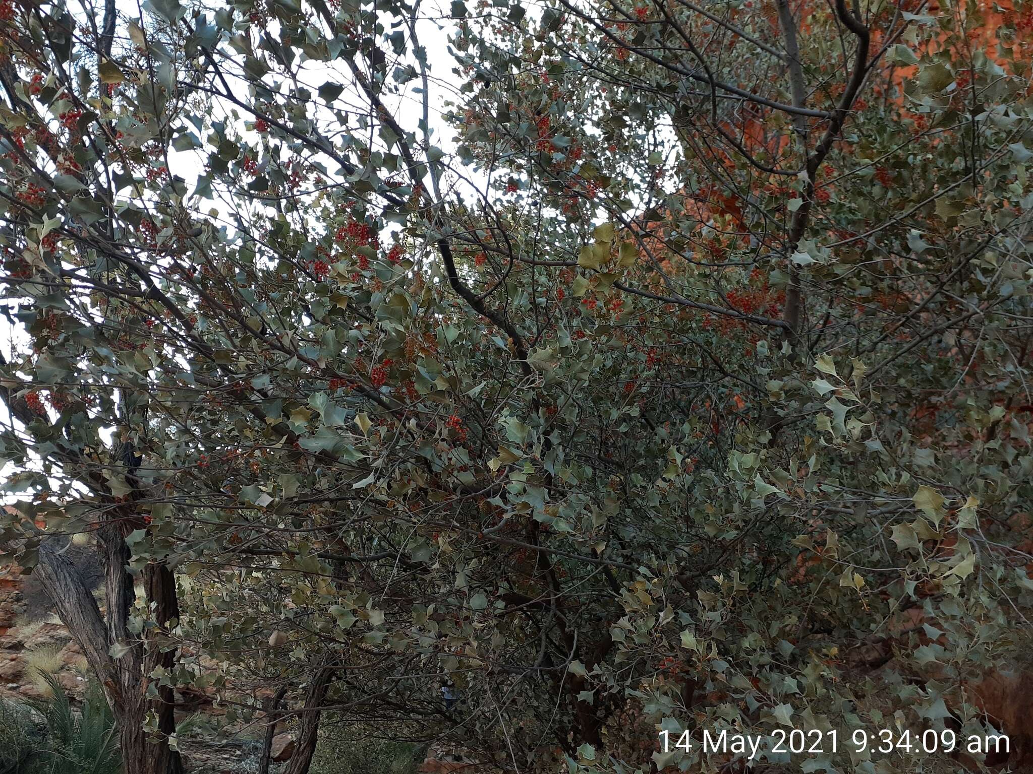 Image of Grevillea wickhamii subsp. aprica Mc Gill.