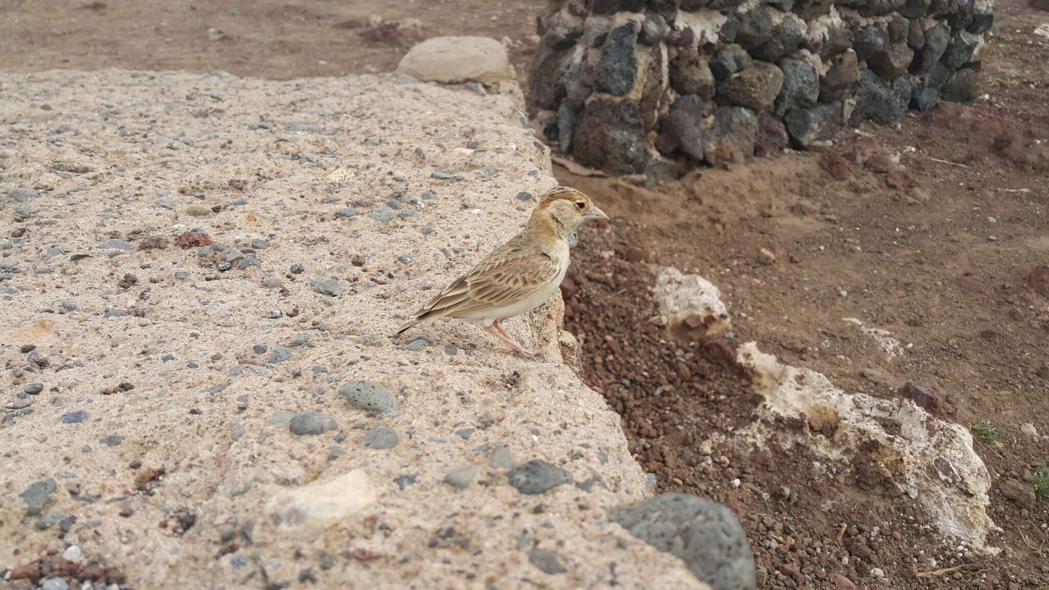 Image de Alouette-moineau de Fischer