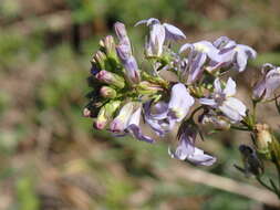 صورة Lobelia homophylla E. Wimm.