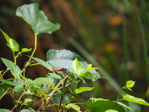 Image of Sympetrum nantouensis Tang, Yeh & Chen 2013