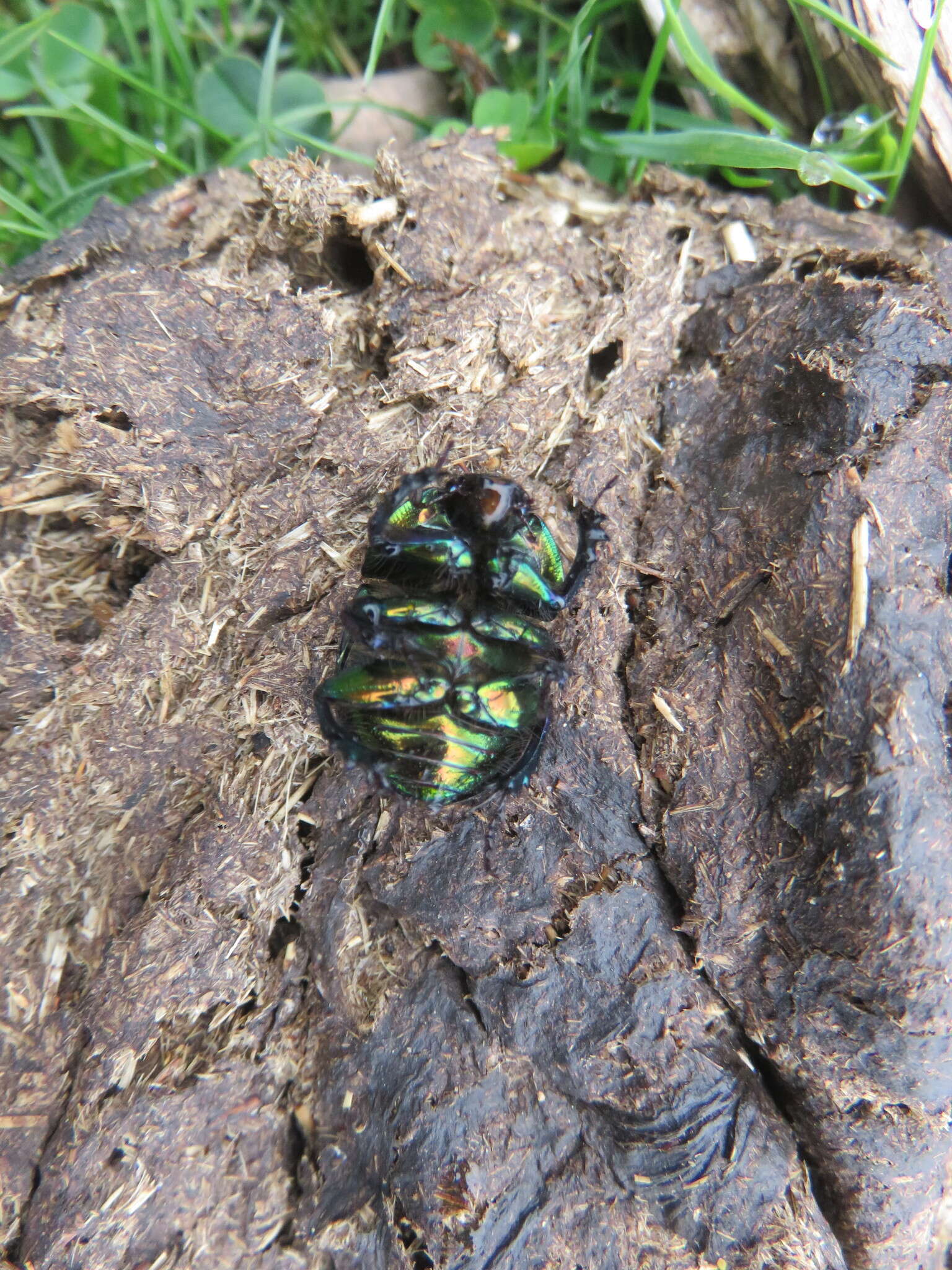 Image of Sericotrupes niger (Marsham 1802)