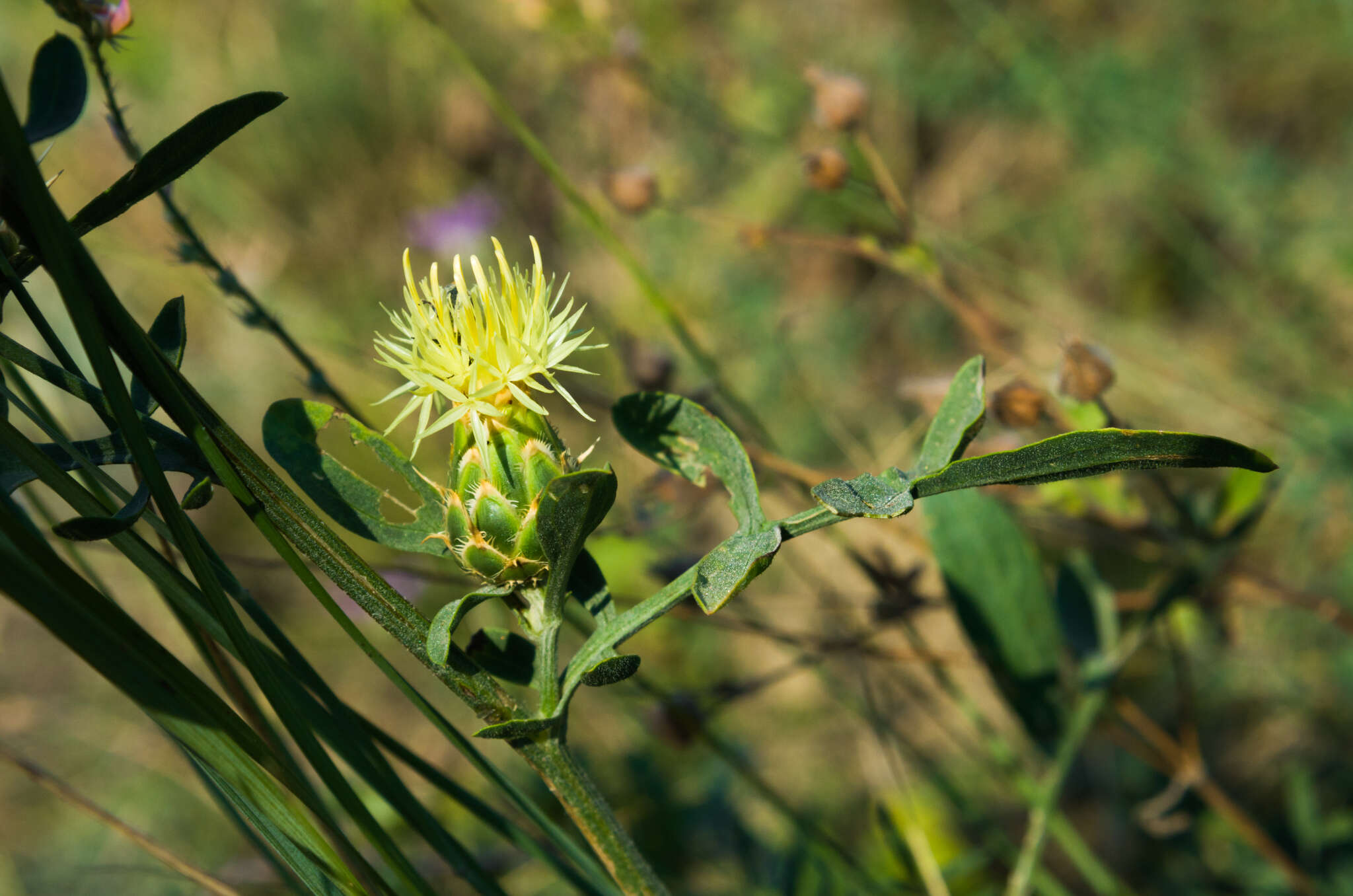 Image of Centaurea salonitana Vis.