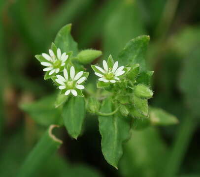 Image of common chickweed