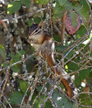 Image of Merriam’s Chipmunk