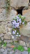 Image of Peach-leaf Bellflower