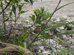 Image of Hill Prinia