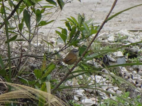 Image of Hill Prinia