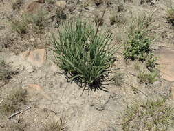 Image of Aloe dominella Reynolds