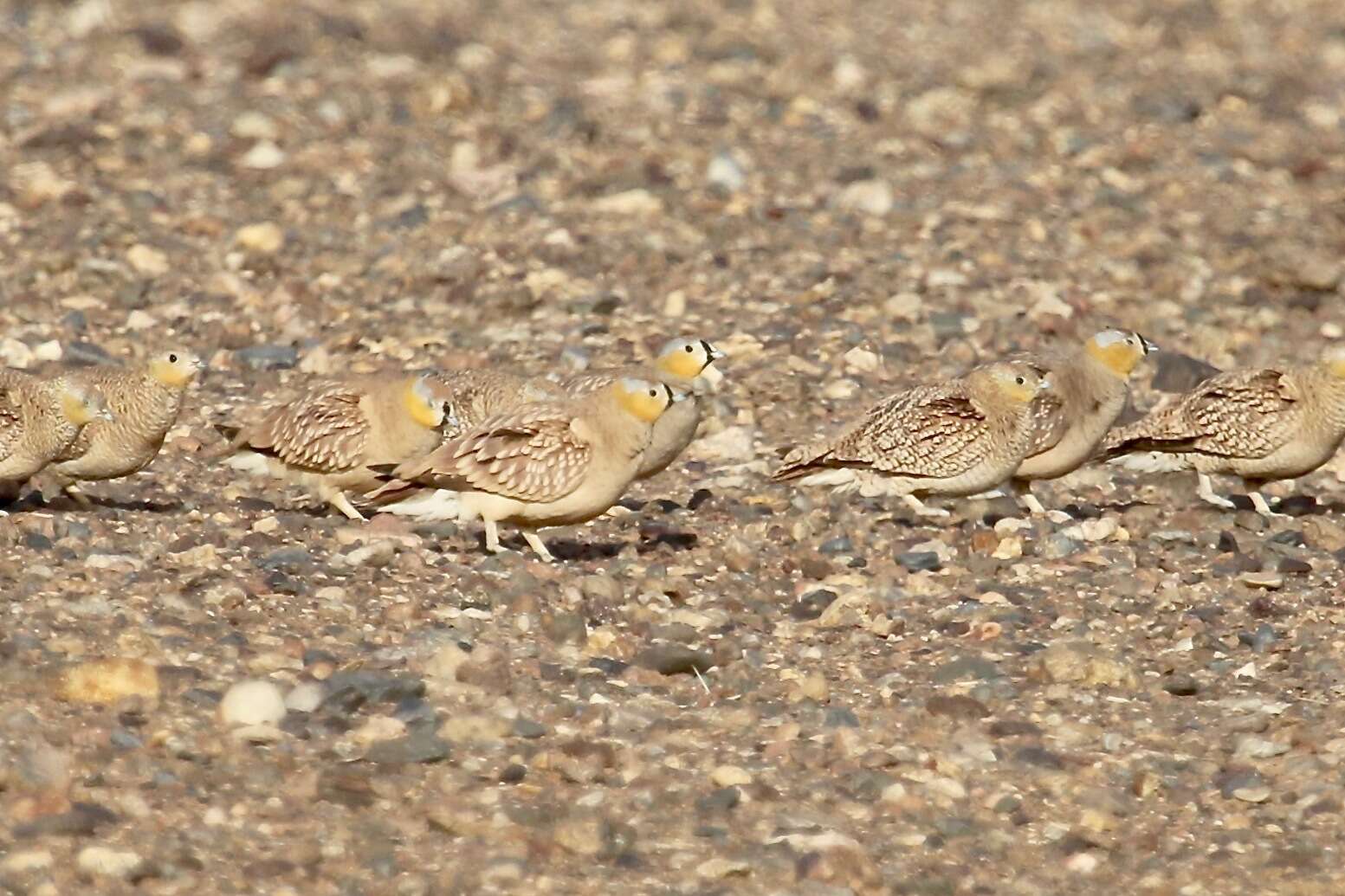 Image of Crowned Sandgrouse