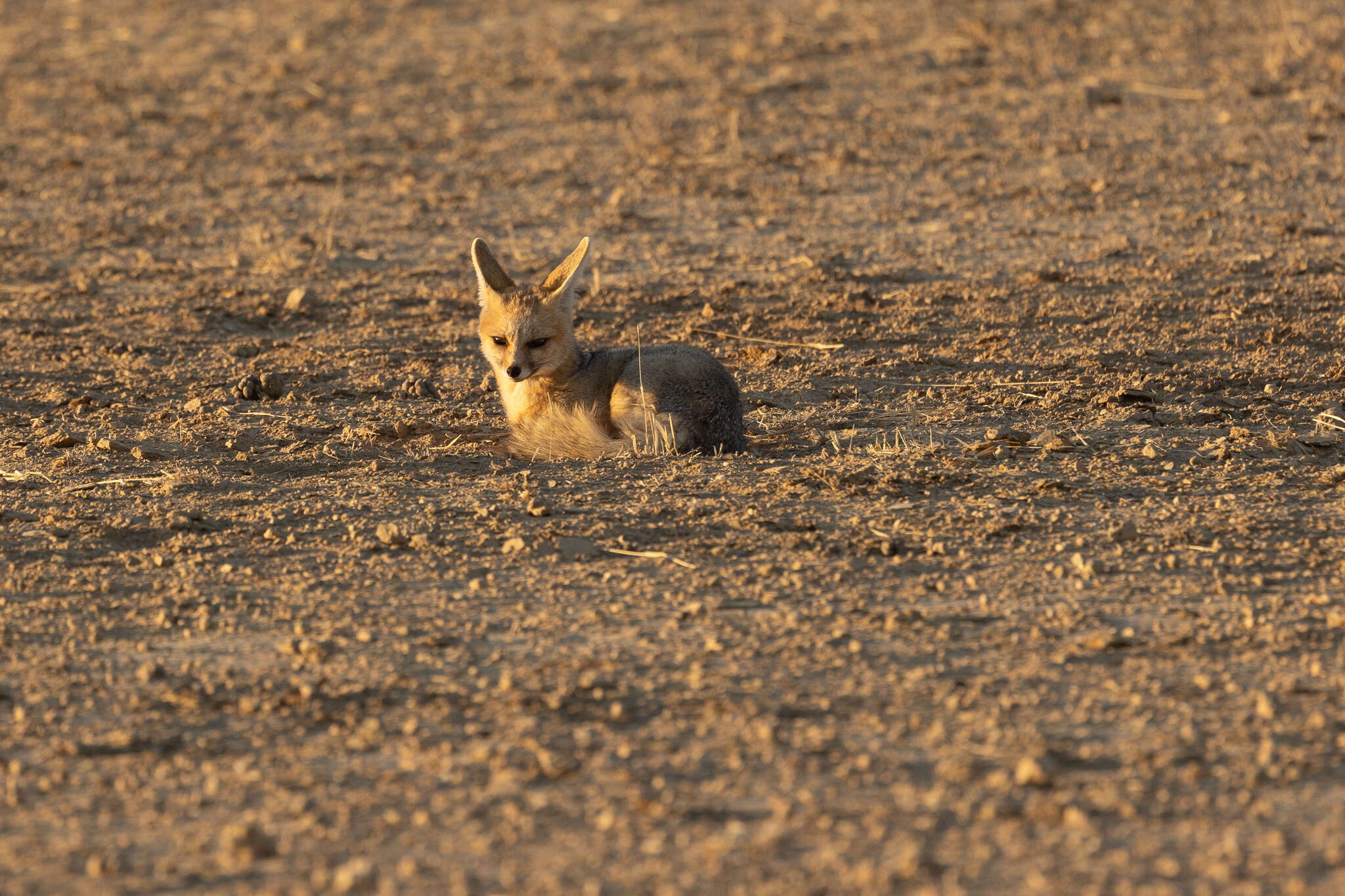 Слика од Vulpes chama (A. Smith 1833)