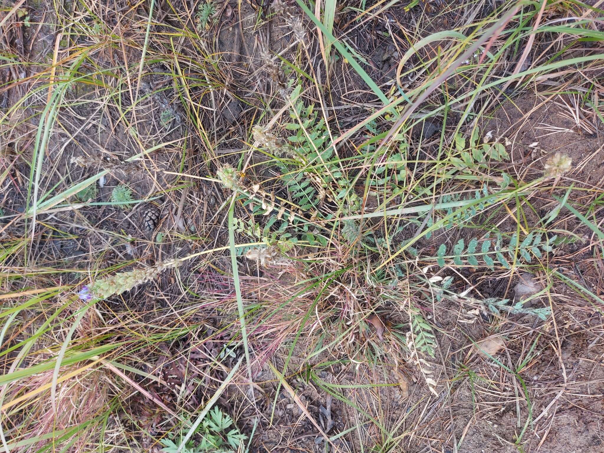 Image of Oxytropis sylvatica (Pall.) DC.