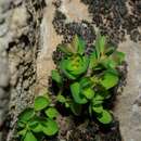 Image of Euphorbia peplus var. minima DC.