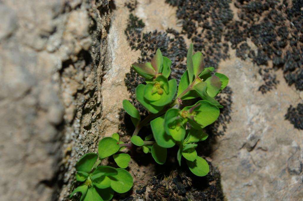 Image of Euphorbia peplus var. minima DC.