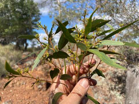 Image of Eucalyptus apothalassica L. A. S. Johnson & K. D. Hill