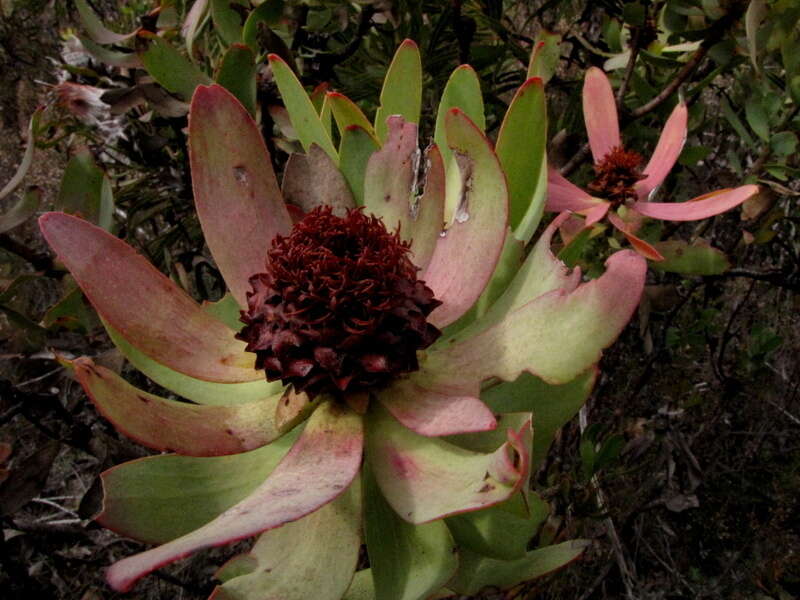 Image of spicy conebush