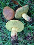 Imagem de Boletus luridellus (Murrill) Murrill 1938