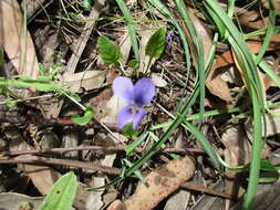 Imagem de Viola betonicifolia Smith