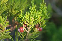 Juniperus phoenicea subsp. turbinata (Guss.) Nyman resmi