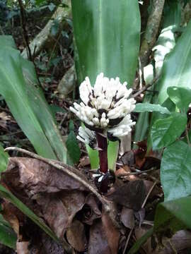 Image of Dracaena adamii Hepper