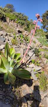 Image of Echeveria subrigida (Robins. & Seaton) Rose ex Britton & Rose