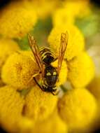 Image of Prairie Yellowjacket