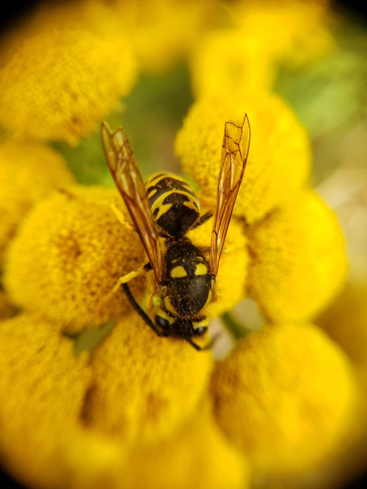 Image of Prairie Yellowjacket