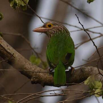 Psilopogon lineatus (Vieillot 1816) resmi