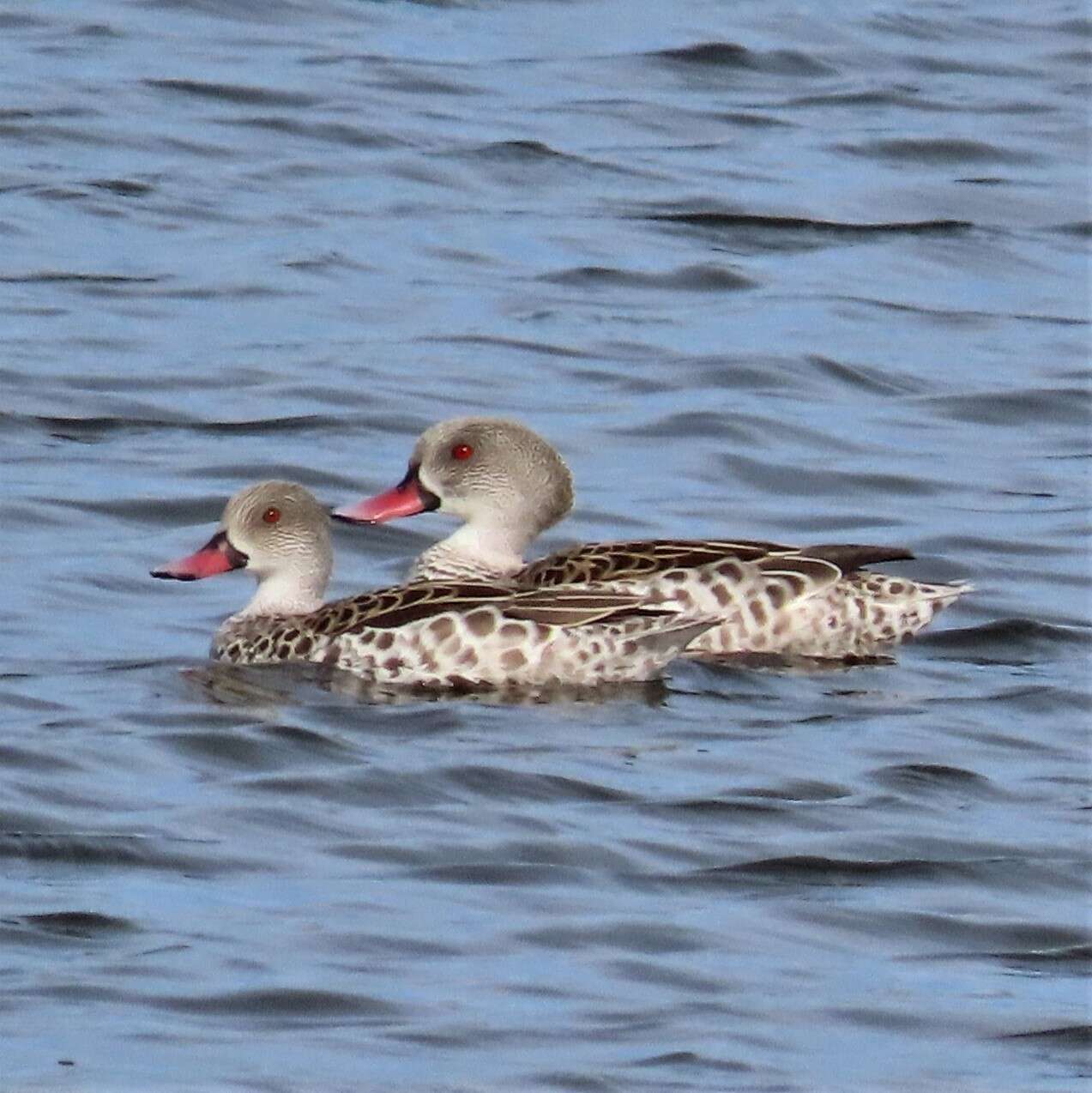 Image of Cape Teal