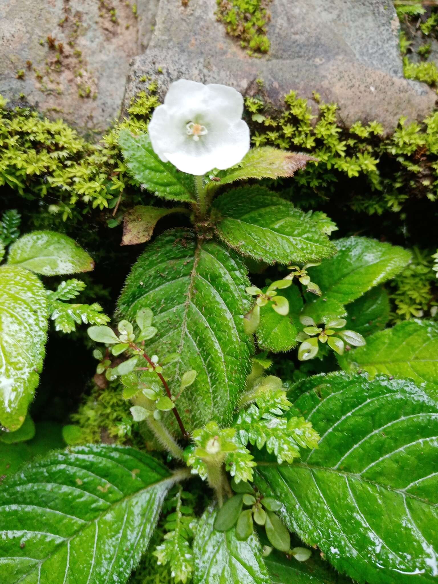 Image of Phinaea multiflora C. V. Morton