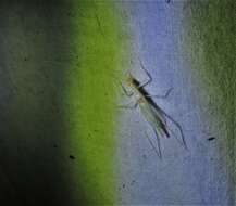 Image of Thin-lined Tree Cricket