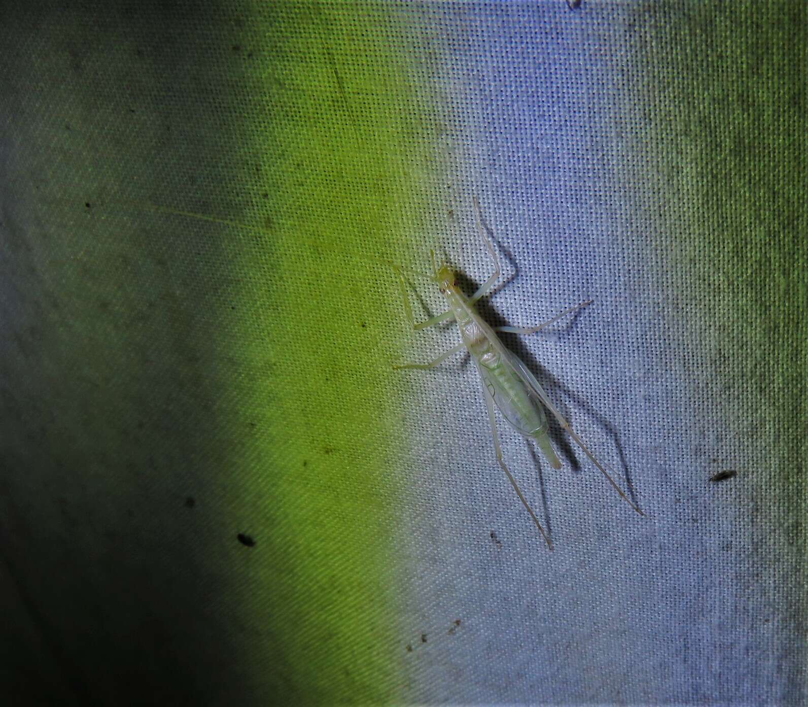 Image of Thin-lined Tree Cricket