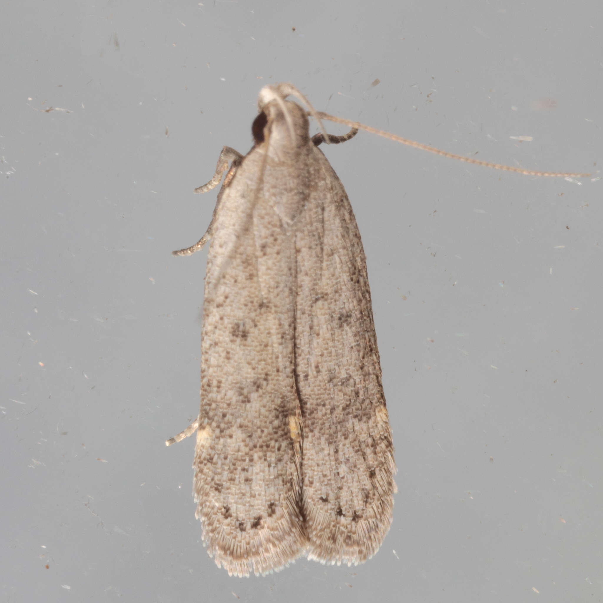 Image of Anacampsis comparanda Meyrick 1929